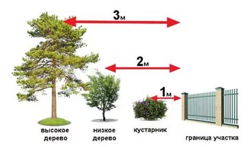Расстояние «забор-дерево» по СНиП